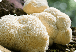 Lion’s Mane Mushroom