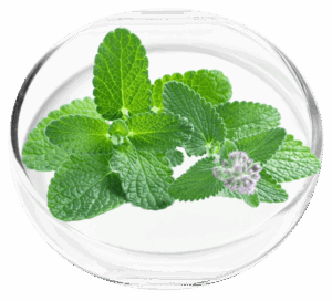 Peppermint