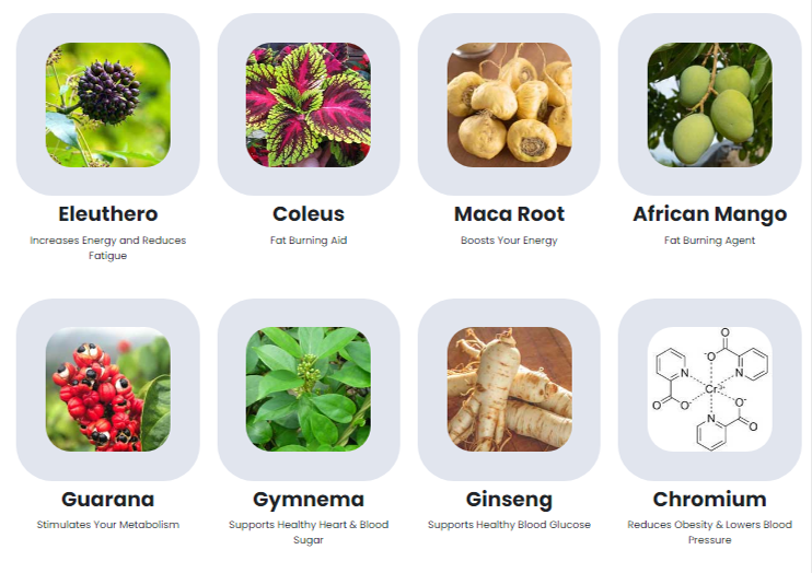 Sugar-Defender Ingredients