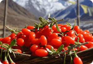 Goji Berry Extract